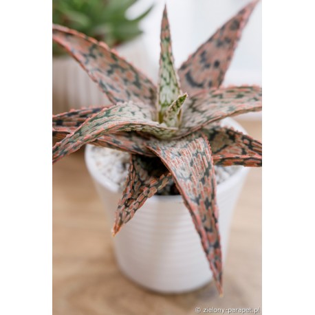 Aloe 'Pink Blush'