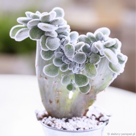 Echeveria pulvinata 'Frosty Cristata'