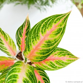 Aglaonema 'Eyecatcher'