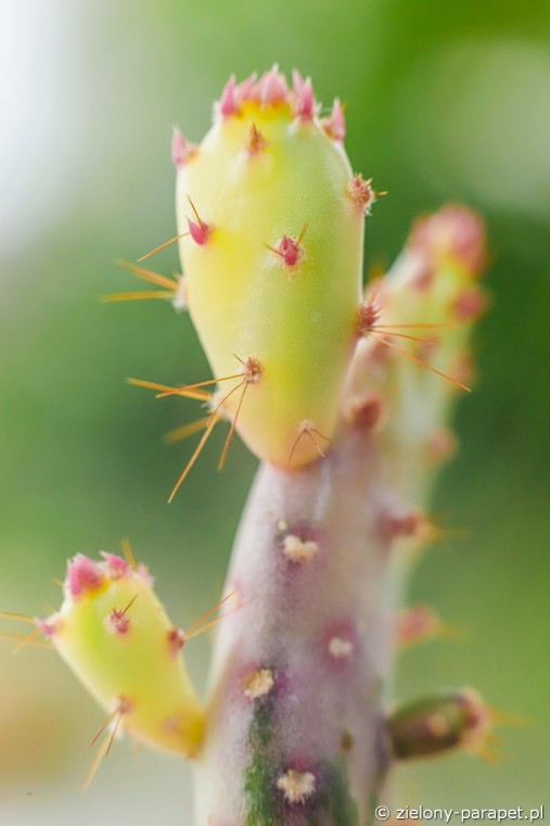 Opuntia tuna 'Variegata' Opuncja | Zielony-Parapet