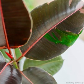 Ficus elastica 'Camouflage'