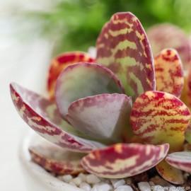 Kalanchoe humilis