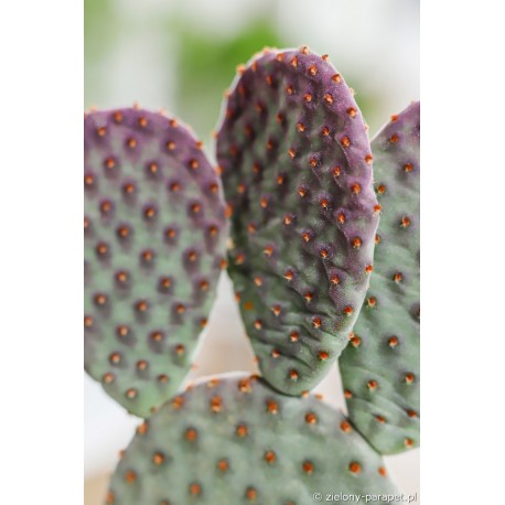 Opuntia macrocalyx