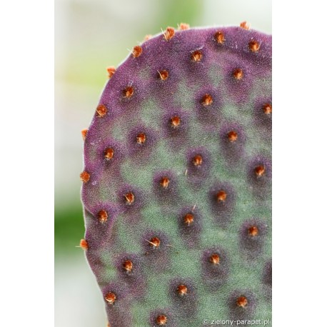 Opuntia macrocalyx