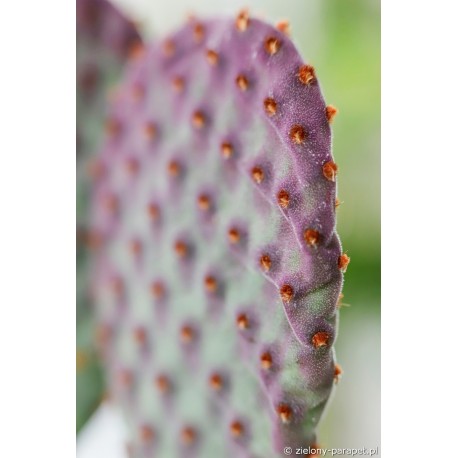 Opuntia macrocalyx