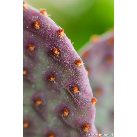 Opuntia macrocalyx