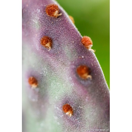 Opuntia macrocalyx