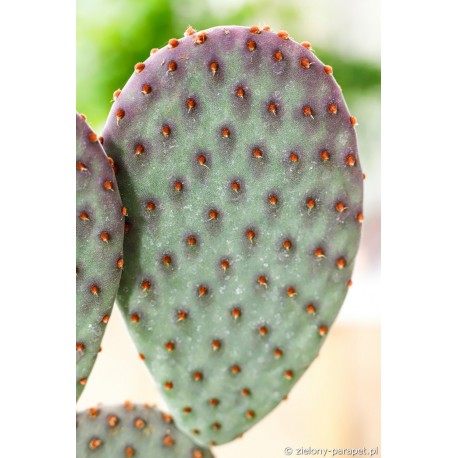 Opuntia macrocalyx