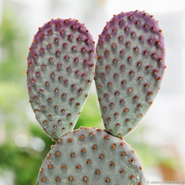 Opuntia macrocalyx