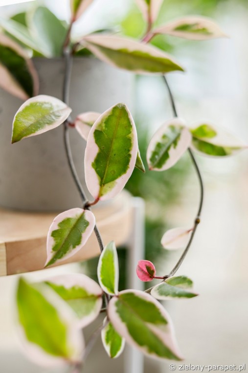 Hoya carnosa 'Flamingo Dream' Hoja| Zielony-Parapet