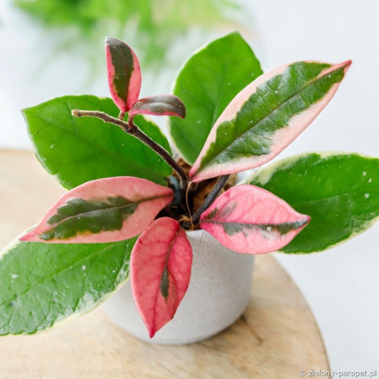 Hoya carnosa 'Flamingo Dream' Hoja| Zielony-Parapet