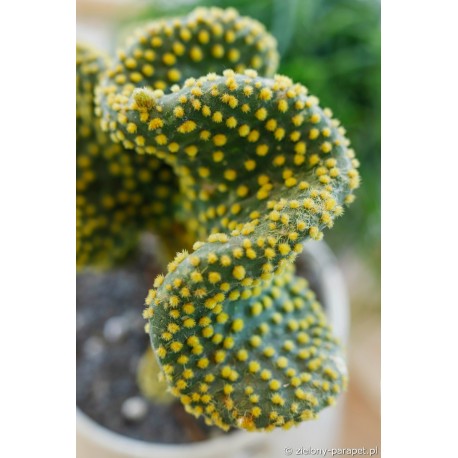 Opuntia microdasys var. pallida f. undulata -Opuncja