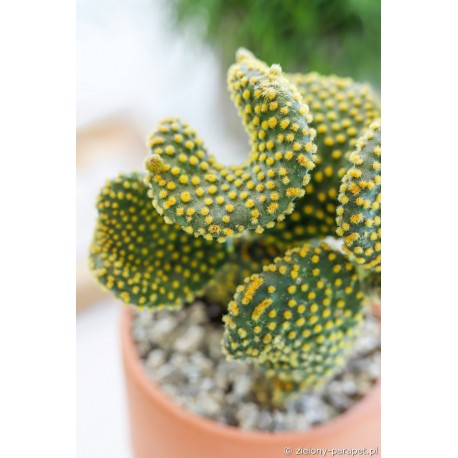 Opuntia microdasys var. pallida f. undulata -Opuncja