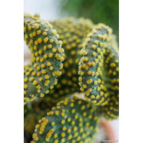 Opuntia microdasys var. pallida f. undulata -Opuncja