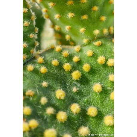 Opuntia microdasys var. pallida f. undulata -Opuncja