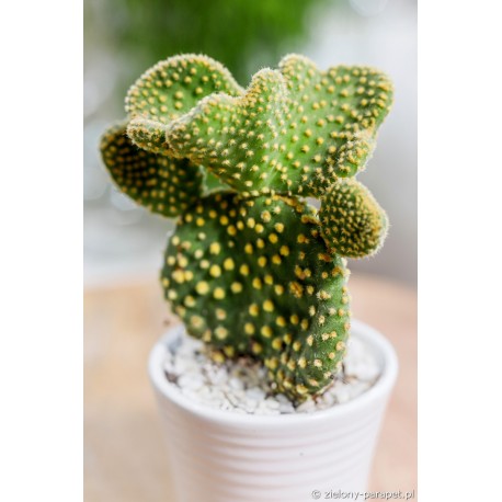 Opuntia microdasys var. pallida f. undulata -Opuncja