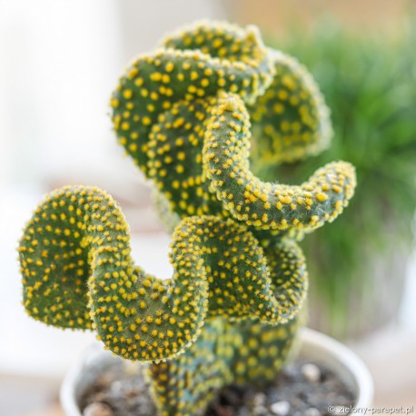 Opuntia microdasys var. pallida f. undulata -Opuncja