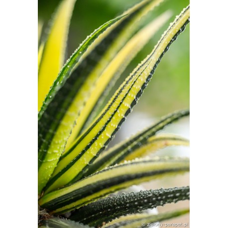 Haworthia radula 'Variegata' Haworsja