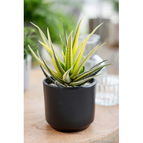 Haworthia radula 'Variegata' Haworsja