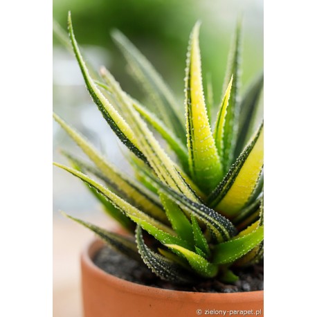 Haworthia radula 'Variegata' Haworsja