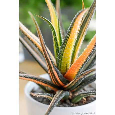 Haworthia radula 'Variegata' Haworsja