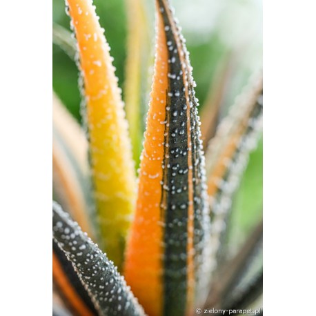 Haworthia radula 'Variegata' Haworsja