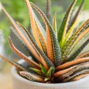 Haworthia radula 'Variegata' Haworsja