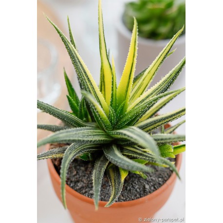 Haworthia radula 'Variegata' Haworsja