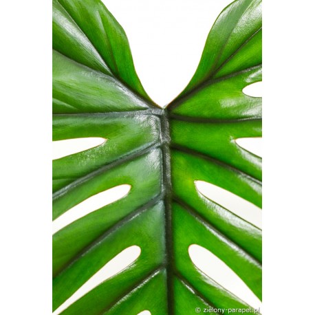 Philodendron mayoi Filodendron