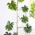 Philodendron mayoi Filodendron