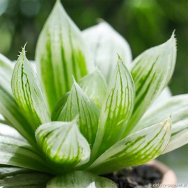 Haworthia cooperi 'Variegata' Haworsja