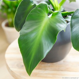 Philodendron rugosum 'Aberrant Form' Filodendron