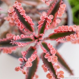 Kalanchoe Pink Butterflies