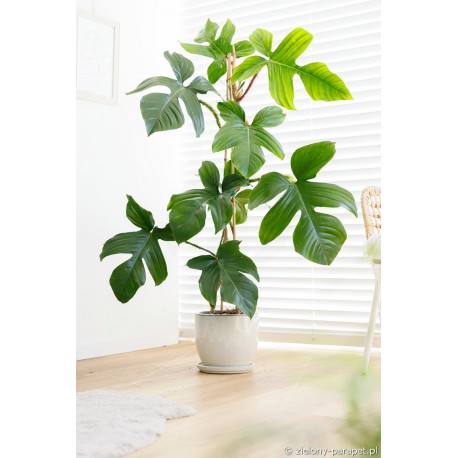 Philodendron squamiferum Filodendron