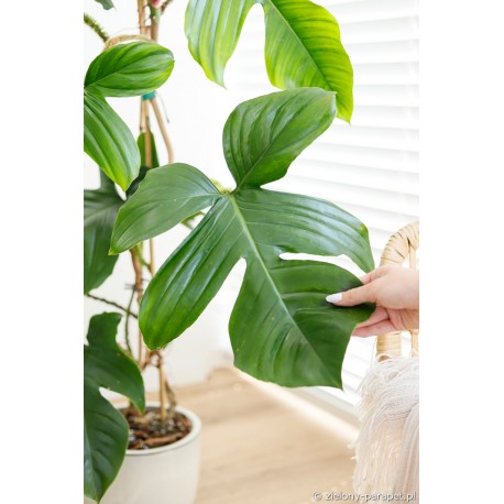 Philodendron squamiferum Filodendron