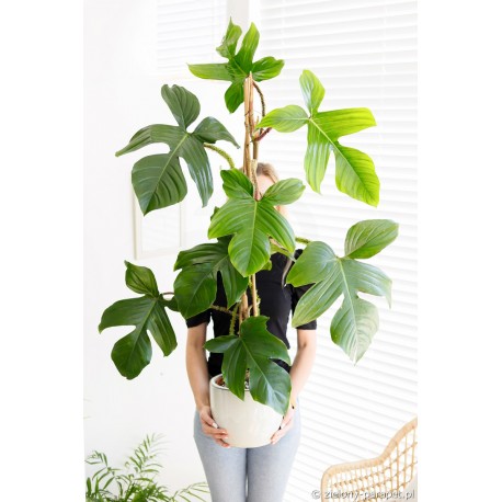 Philodendron squamiferum Filodendron