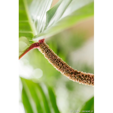 Philodendron squamiferum Filodendron