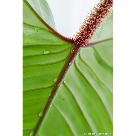 Philodendron squamiferum Filodendron