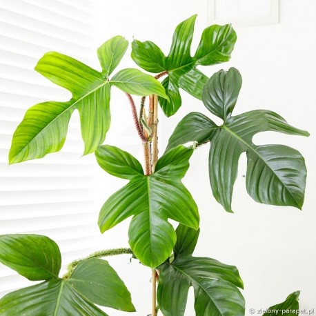 Philodendron squamiferum Filodendron