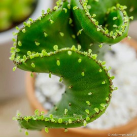 Euphorbia leucodendron ‘Cristata’ Wilczomlecz