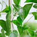 Senecio macroglossus Starzec bluszczolistny