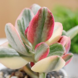 Crassula ovata obliqua 'Tricolor' Grubosz