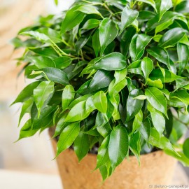 Ficus benjamina 'Green Kinky'