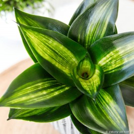 Sansevieria trifasciata Hahnii ’Green Mould Variegated'