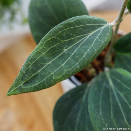 Hoya pottsii Hoja | Zielony-Parapet