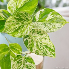 Philodendron hederaceum oxycardium Variegata Filodendron