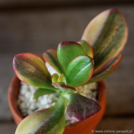 Crassula ovata obliqua 'Tricolor' Grubosz