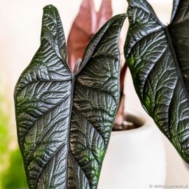 Alocasia 'Scalprum' Alokazja