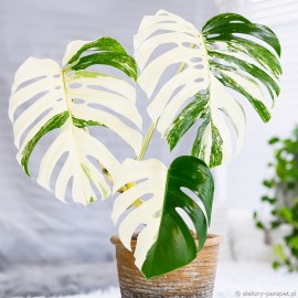 Monstera deliciosa 'Variegata'