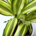 Dracena wonna 'Yellow Coast' Dracaena fragrans